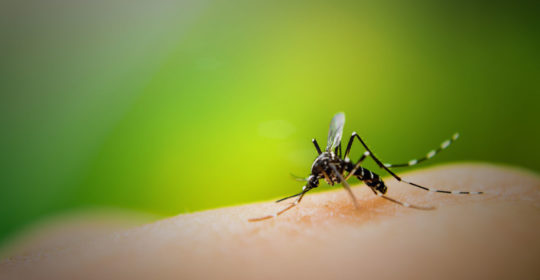Prevent Mosquito and Tick Bites